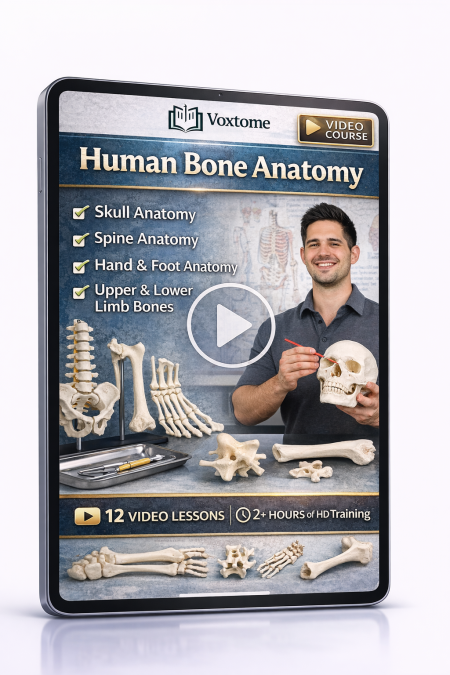 Complete Human Bone Anatomy Course – Learn the Skeleton Visually