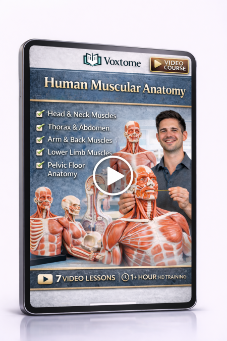Human Muscular Anatomy Video Course – Visual Guide to the Muscular System